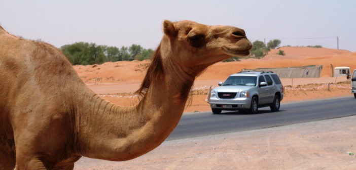 Ein Kamel überquert die Straße in Ras al Khaimah